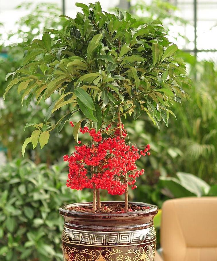 什么花寓意好？选择花卉时的寓意指南是什么？