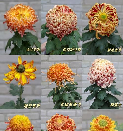古时寓意好的花有哪些？古代花卉的吉祥含义。