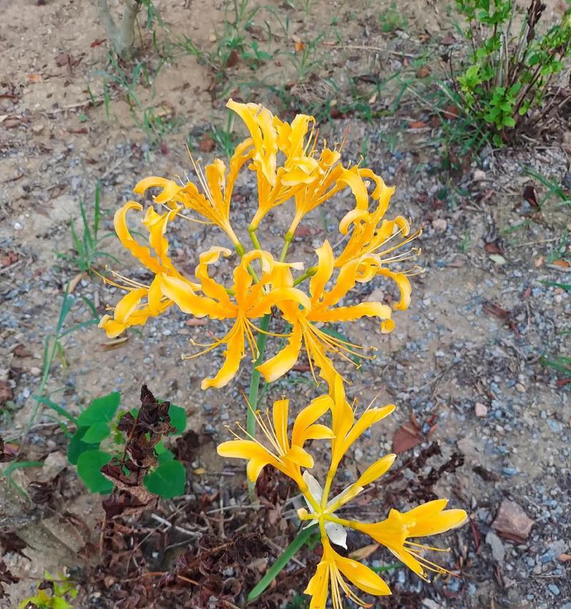 一枝黄色的花象征着什么？花语有哪些？