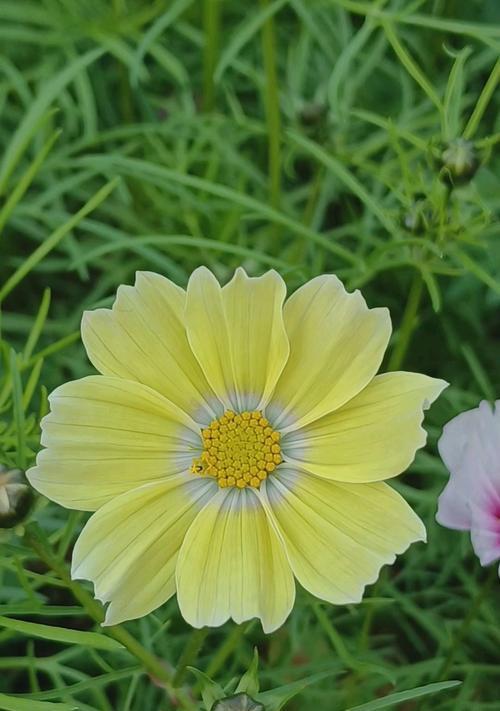 一枝黄色的花象征着什么？花语有哪些？