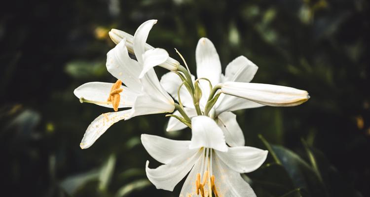 百合花在西方文化中代表什么？西方百合花的寓意是什么？