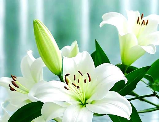 百合花在西方文化中代表什么？西方百合花的寓意是什么？