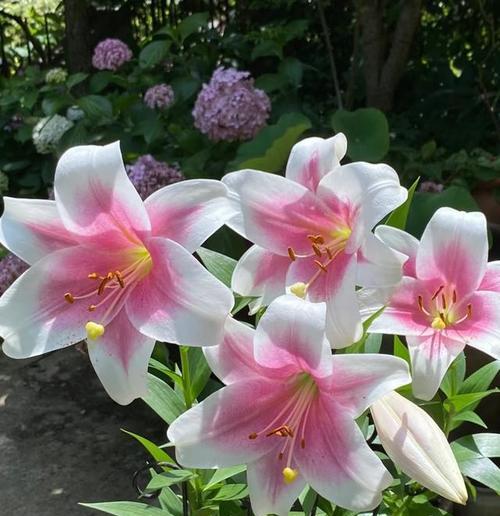 百合花在西方文化中代表什么？西方百合花的寓意是什么？