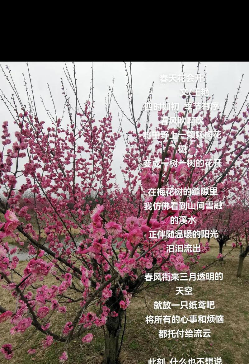 花象征霸气的句子有哪些？它们代表什么？