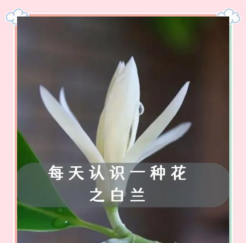 花象征霸气的句子有哪些？它们代表什么？