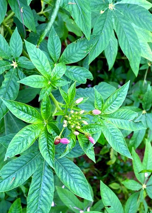白玉蝶花象征着什么？白玉蝶花的寓意是什么？