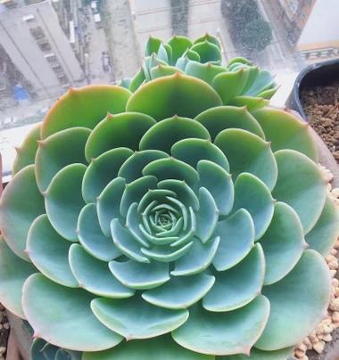 白玉蝶花象征着什么？白玉蝶花的寓意是什么？