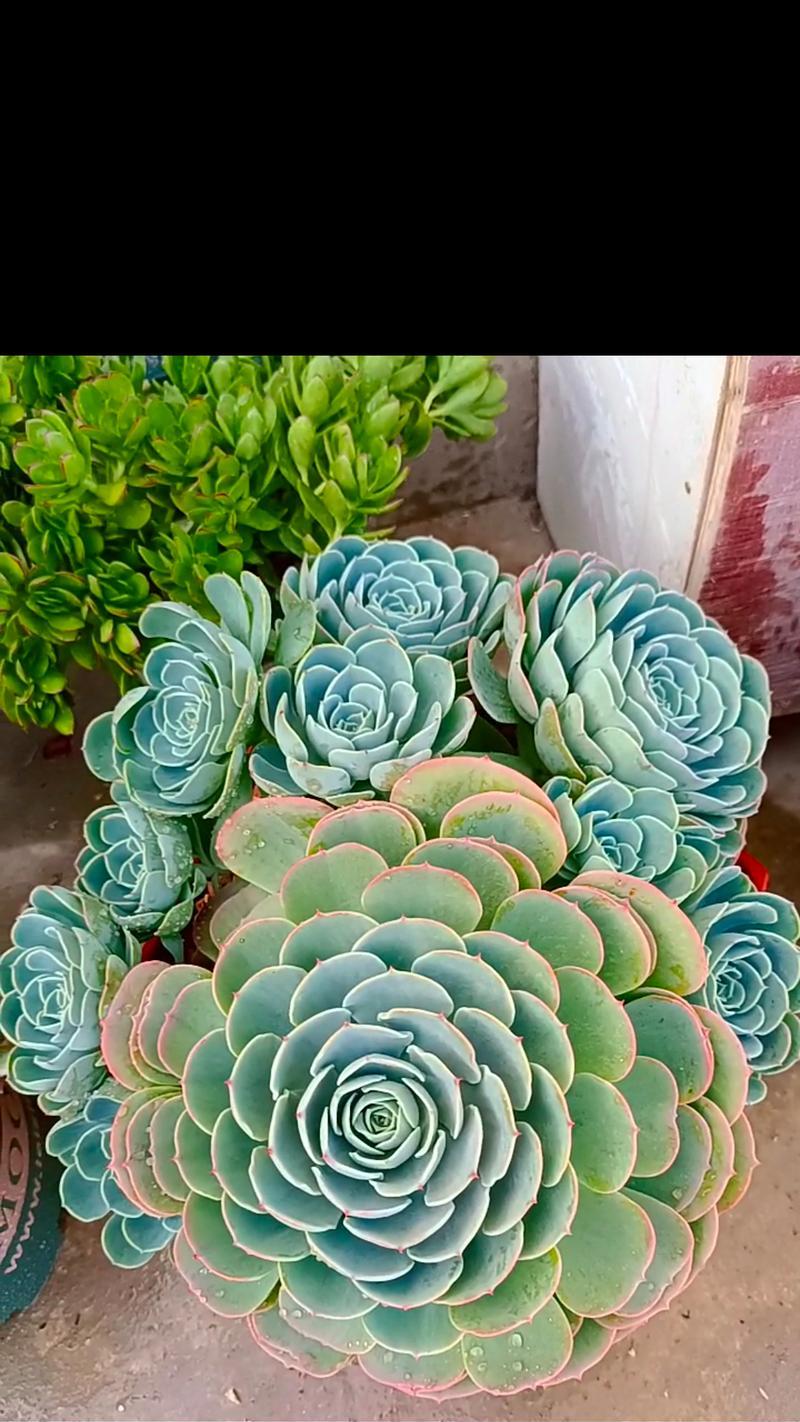 白玉蝶花象征着什么？白玉蝶花的寓意是什么？