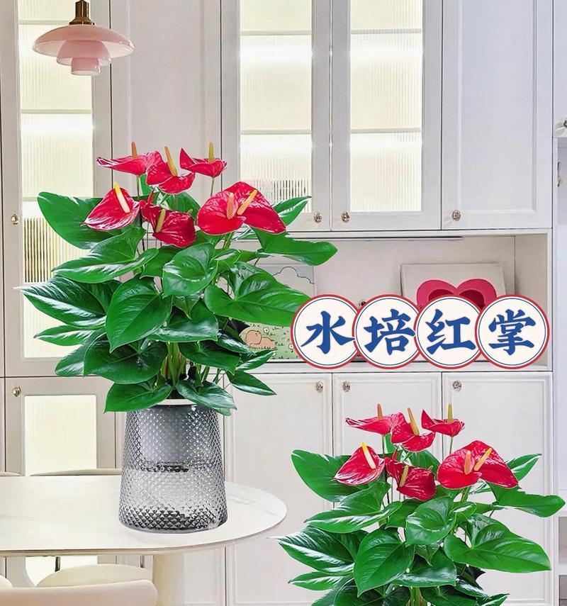 红掌花的花语和寓意是什么？