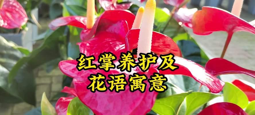 红掌花的花语和寓意是什么？