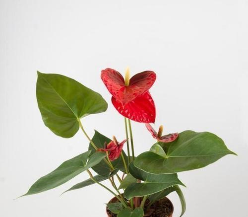 红掌花的花语和寓意是什么？