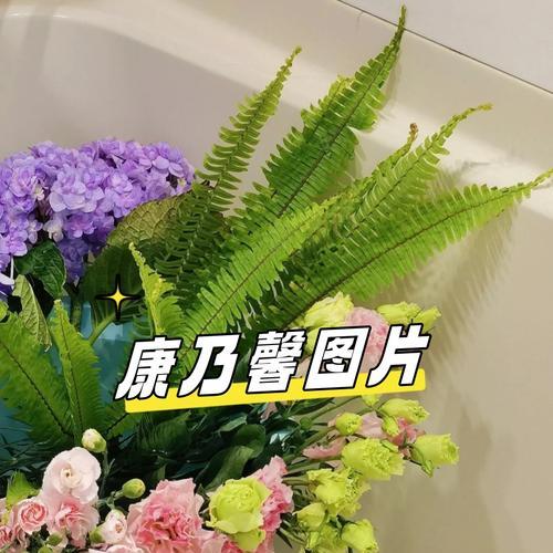 康乃馨数量与花语的含义是什么？