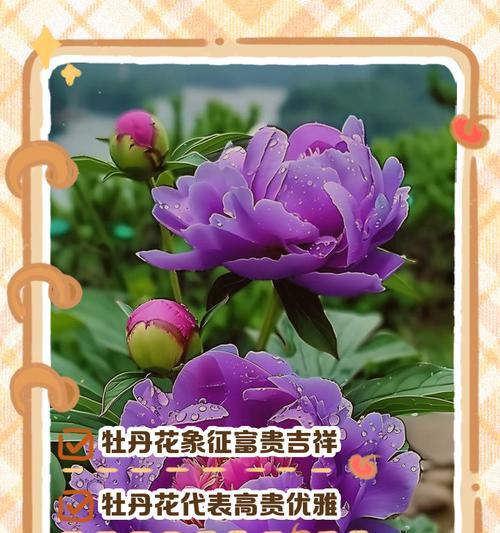 诗句中的花象征：寓意与代表意义