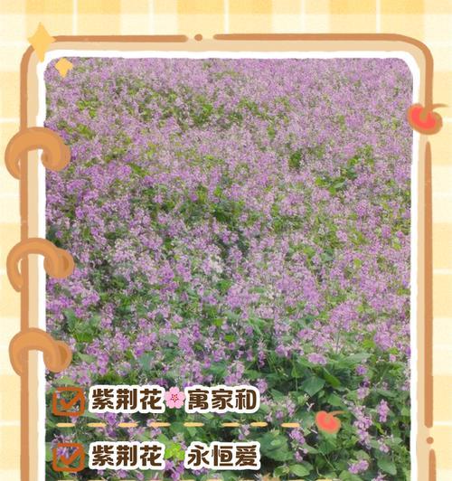 诗句中的花象征：寓意与代表意义