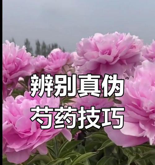 芍药代表什么？芍药的花语有哪些含义？