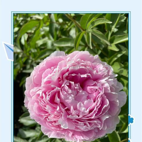 芍药代表什么？芍药的花语有哪些含义？