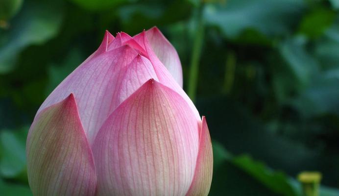 葡萄花寓意着什么？其象征意义有哪些？