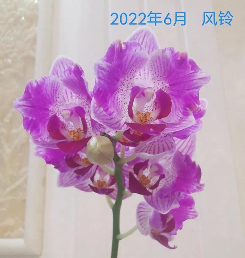 复古花的含义是什么？复古花卉在现代的象征意义是什么？