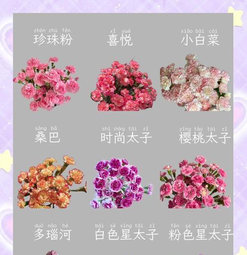 康乃馨的花语和寓意是什么？不同颜色康乃馨代表什么含义？
