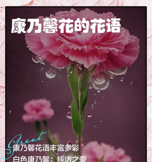 康乃馨的花语和寓意是什么？不同颜色康乃馨代表什么含义？