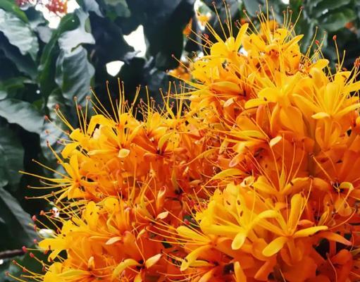 七朵花代表什么含义？花的含义花语是什么？