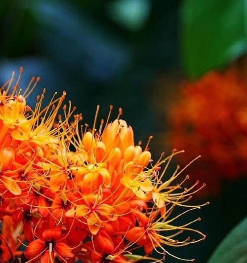七朵花代表什么含义？花的含义花语是什么？