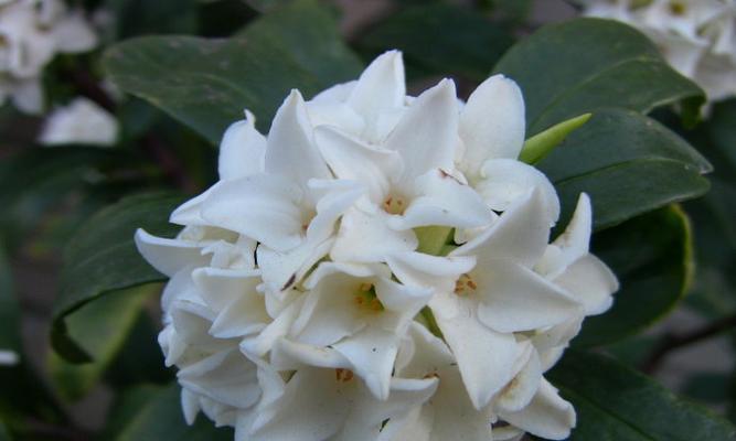七朵花代表什么含义？花的含义花语是什么？