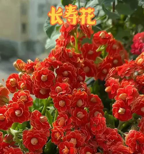 哪些花送人寓意健康长寿？