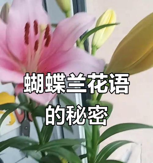 蝴蝶兰花语代表什么？有哪些美好寓意？