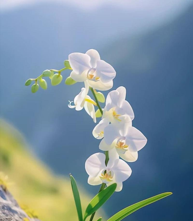 蝴蝶兰花语代表什么？有哪些美好寓意？