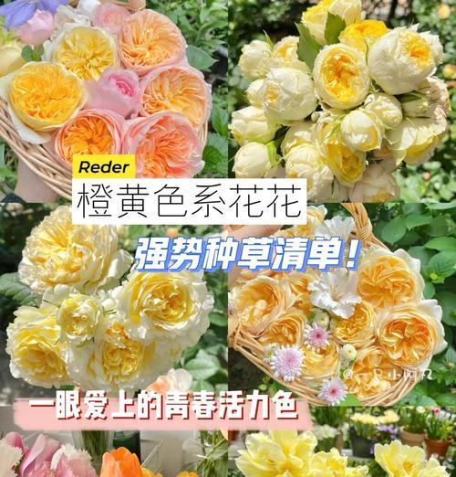 橙白色的花表示什么含义？