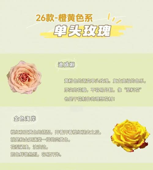 橙白色的花表示什么含义？