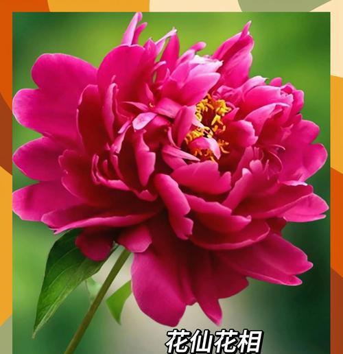 哪种花代表了对爱情的期待？