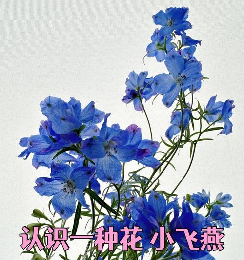 樱花语的含义是什么？它在花语中代表什么？