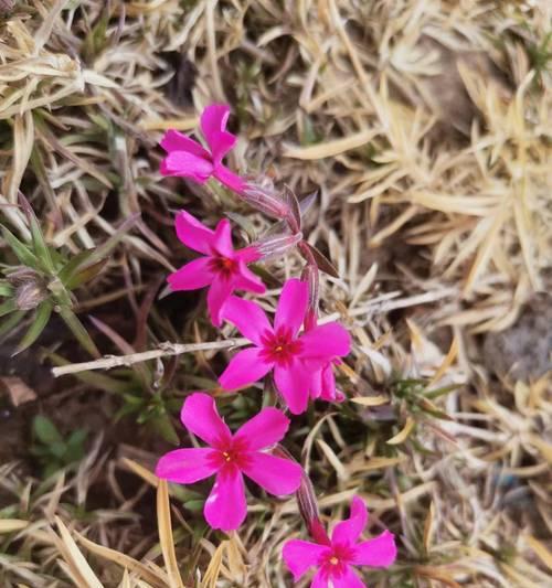 小粉花代表什么含义？