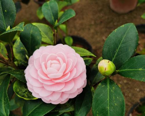小粉花代表什么含义？