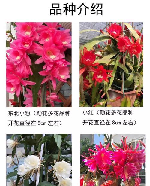 小粉花代表什么含义？