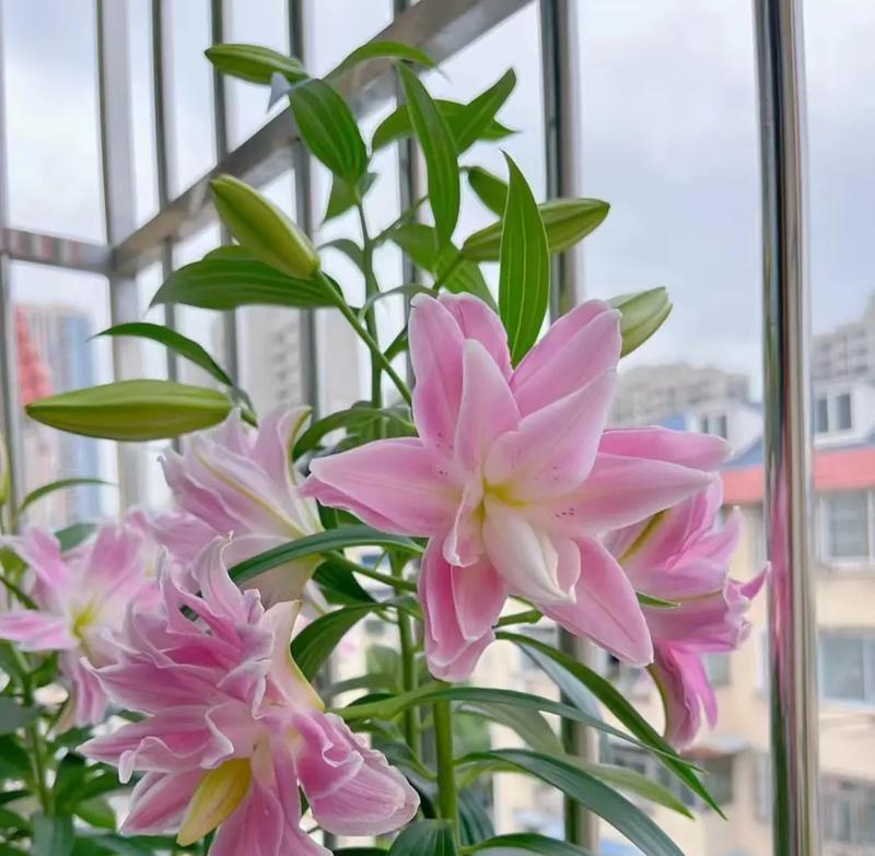 友情的花和树有哪些？它们的象征意义是什么？