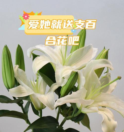 友情的花和树有哪些？它们的象征意义是什么？