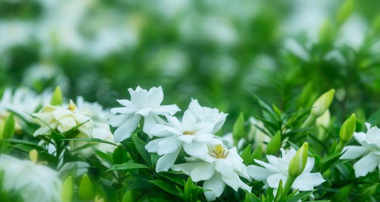 花不落的象征意义是什么？