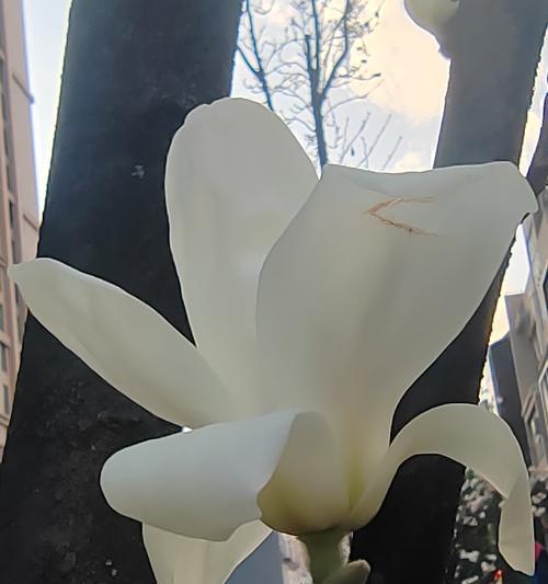 花不落的象征意义是什么？