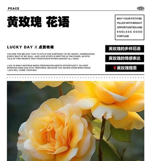 黄玫瑰的寓意和花语是什么？