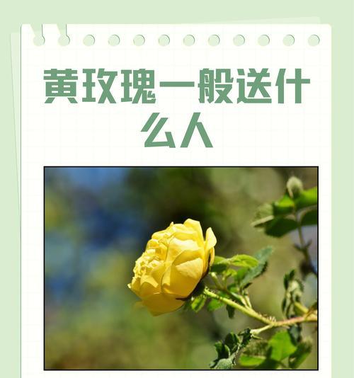 黄玫瑰的寓意和花语是什么？