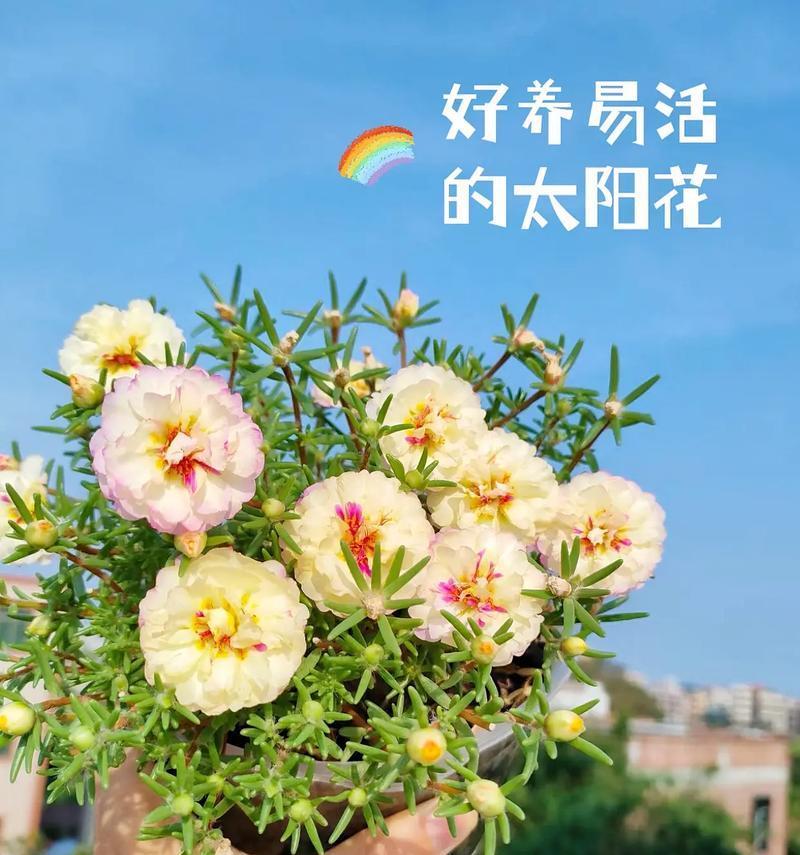 太阳花的花语及其象征意义是什么？