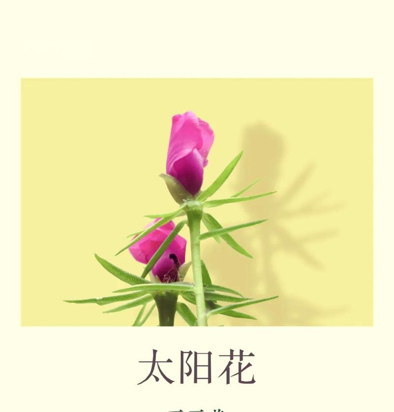 粘花的象征意义是什么？