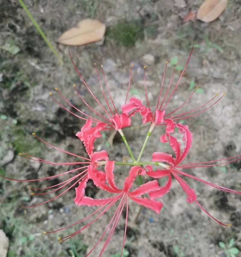 象征蒙德英雄的花有哪些？蒙德英雄的花语代表什么？