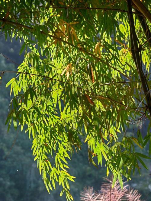醉花溪的象征意义是什么？