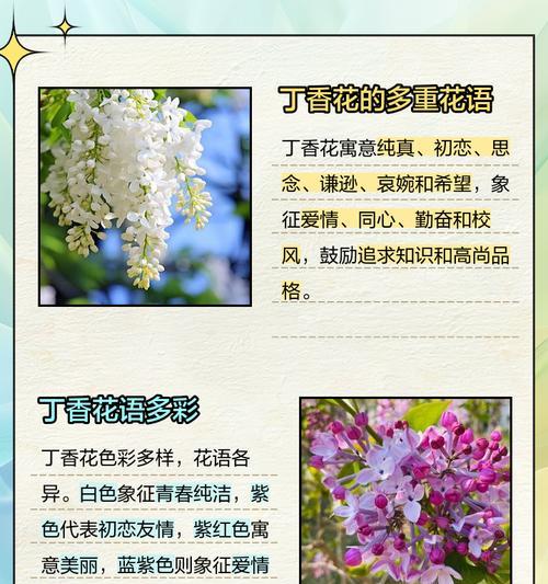 铁子花的含义和象征是什么？铁子花在花语中的独特地位。