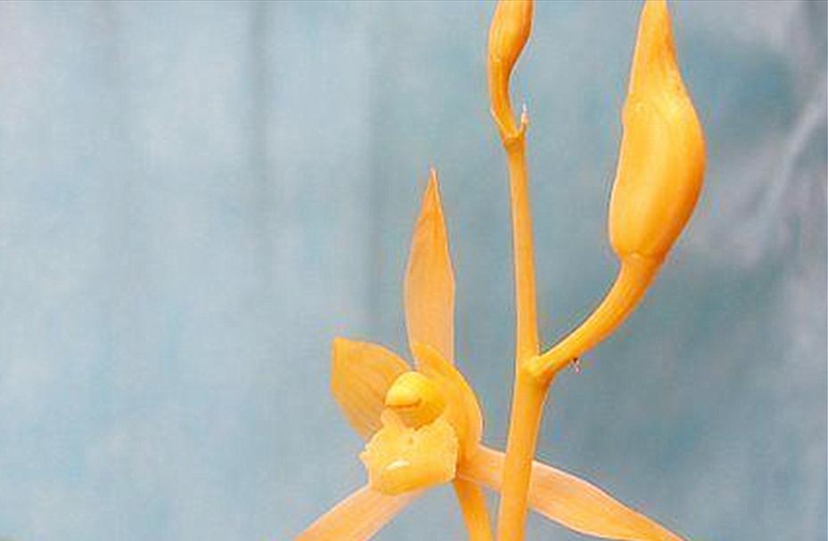 铁子花的含义和象征是什么？铁子花在花语中的独特地位。