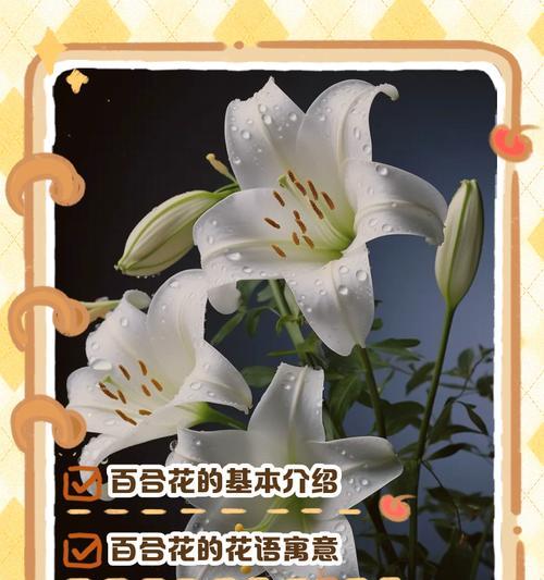 百合花的花语含义是什么？它传递了什么信息？